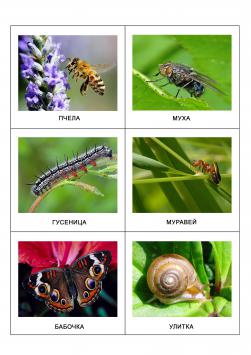 Пчела, муха, гусеница, муравей, бабочка, улитка 