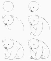 Нарисовать поэтапно животных, медведь 