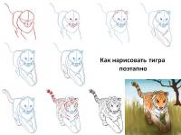 Нарисовать поэтапно животных, тигра 