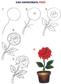 Нарисовать поэтапно розу 