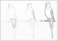 Нарисовать поэтапно животных, попугай 
