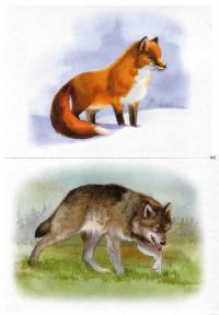 Карточки волк и лиса 