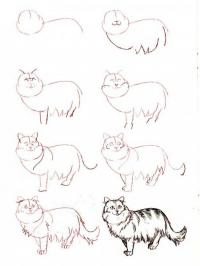 Нарисовать поэтапно животных, длинношерстная пестрая кошка 