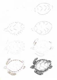 Нарисовать поэтапно животных, морская черепаха 
