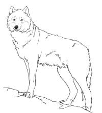 Нарисовать поэтапно животных, волк на скале 