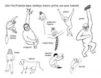 Обучающие раскраски. семейство приматов 