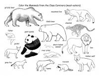 Обучающие раскраски, медведь, львица, гепард 