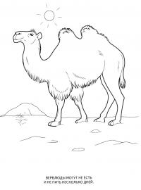 Учим животных раскраски, верблюд 