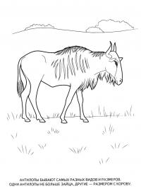 Учим животных раскраски, антилопы 