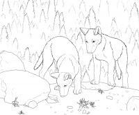 Учим животных раскраски, волчата 