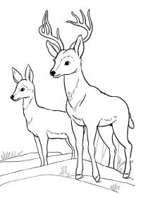 Учим животных раскраски, олени 