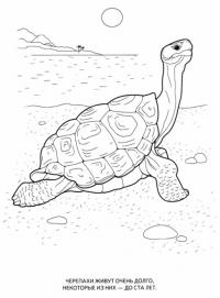 Учим животных раскраски, черепаха 