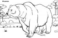 Учим животных раскраски, медведь 