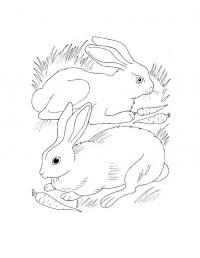 Учим животных раскраски, зайцы 