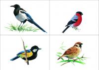 Карточки птицы 