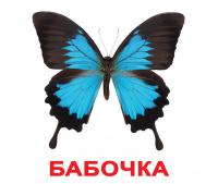 Бабочка 