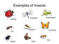 Карточки насекомые 