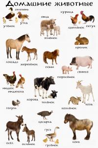 Карточки домашние животные и их детеныши, овца, курица, лошадь 