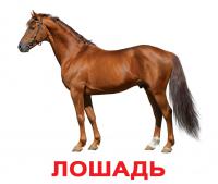 Лошадь 