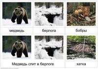 Карточки дикие животные, медведь, бобры 