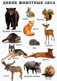 Карточки дикие животные леса, олень, енот, рысь 