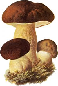 Карточки грибы 